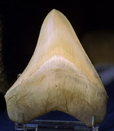 megalodon teeth