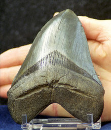 megalodon tooth