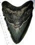 megalodon tooth