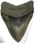 carcharocles megalodon
