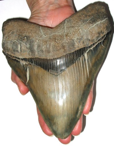 megalodon tooth