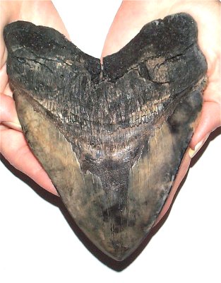 megalodon tooth