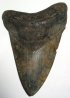 megalodon tooth