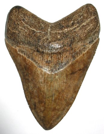 megalodon tooth