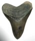 megalodon teeth