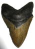 megalodon teeth