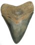 megalodon teeth